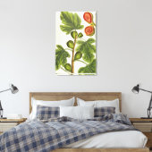 Toile La Fig Tree, plate 125 from 'A Curious Herbal', p (Insitu(Chambre))