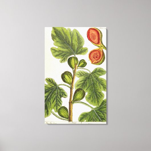 Toile La Fig Tree, plate 125 from 'A Curious Herbal', p (Recto)