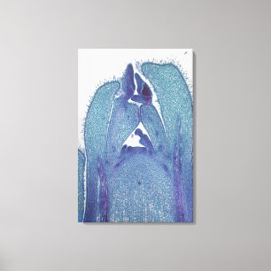 Toile la Longitudinal-section d'une tige d'érable (Acer