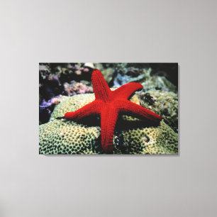 Toile La Mer Rouge des poissons d'étoile