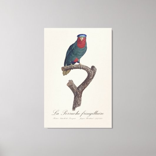 Toile La Perruche fringillaire (Recto)