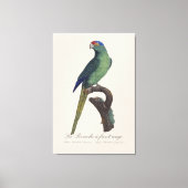 Toile La Perruche un front rouge (Recto)