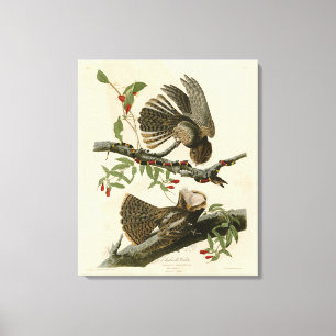 Toile La veuve de Chuck-will - Les oiseaux d'Amérique d'