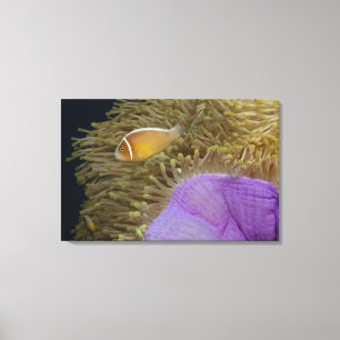 Toile La vie sous-marine ; POISSONS : Clownfish (rose