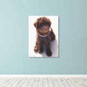 TOILE LABRADOODLE AUSTRALIEN (Insitu (Plancher de Bois))
