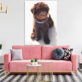 TOILE LABRADOODLE AUSTRALIEN (Insitu(Salon))