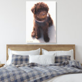 TOILE LABRADOODLE AUSTRALIEN (Insitu(Chambre))