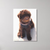 TOILE LABRADOODLE AUSTRALIEN (Recto)