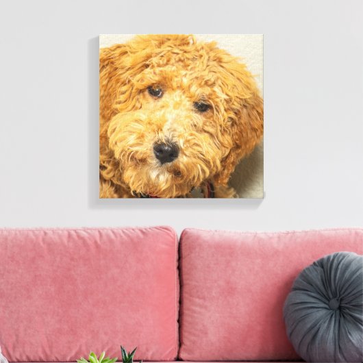 Toile Labradoodle australien (Insitu(Salon))