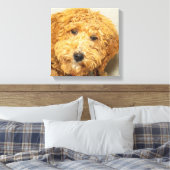 Toile Labradoodle australien (Insitu(Chambre))