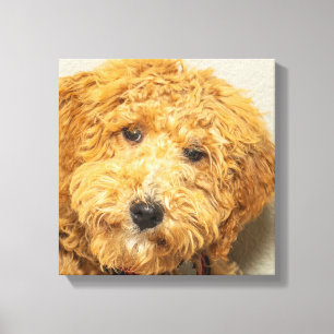 Toile Labradoodle australien