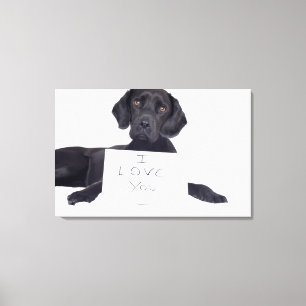 Toile Labrador noir 13 mois