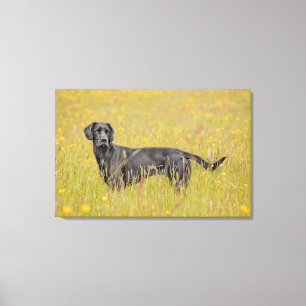 Toile Labrador noir 16 mois