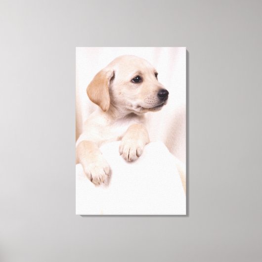 Toile Labrador Puppy (Recto)