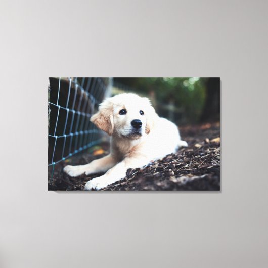 Toile Labrador Puppy (Recto)