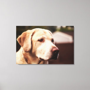 Toile Labrador Retriever