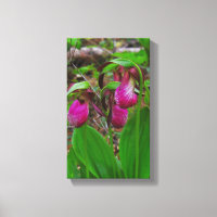 Lady Slipper