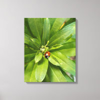 Ladybug