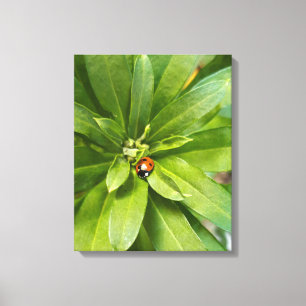 Toile Ladybug