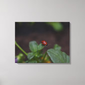 Toile Ladybug (Recto)