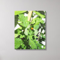 Ladybug