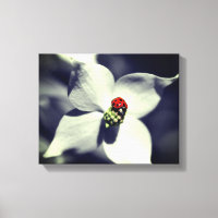 Ladybug sur la couleur partielle de la fleur de bo