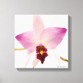 Toile Laelia Ancep (Recto)