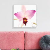 Toile Laelia Ancep (Insitu(Salon))