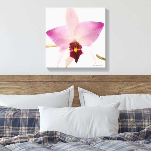 Toile Laelia Ancep (Insitu(Chambre))