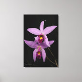 Toile Laelia Anceps (Recto)