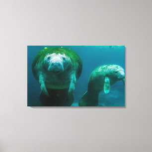 Toile Lamantin mère avec son veau à Crystal River