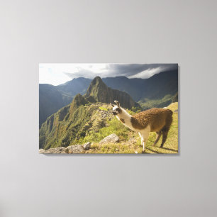 Toile Lamas et un regard sur Machu Picchu,