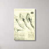 Toile L'anatomie du bras et de l'épaule de Léonard de Vi (Recto)