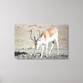 Toile L'antilope, (Recto)