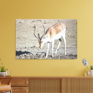 Toile L'antilope,