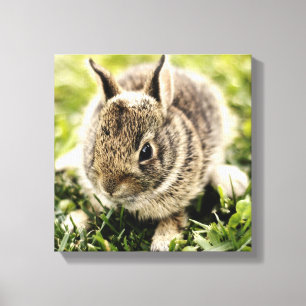 Toile Lapin bébé