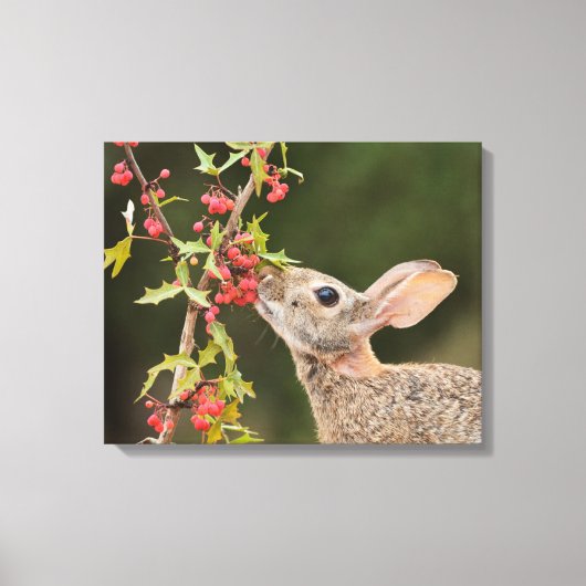 Toile Lapin de l'Est | Sud du Texas (Recto)