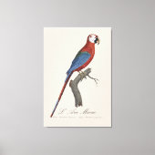 Toile L'Ara Macao / Macao rouge et vert (Recto)