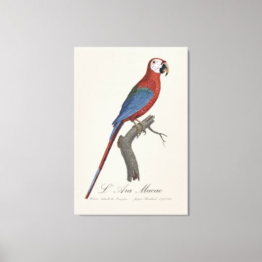 Toile L'Ara Macao / Macao rouge et vert (Recto)
