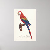 Toile L'Ara Macao / Scarlet Macaw (Recto)