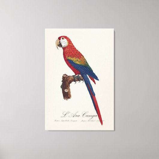 Toile L'Ara Macao / Scarlet Macaw (Recto)
