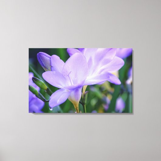 Toile L'art photographique de la Fleur de Freesia (Recto)