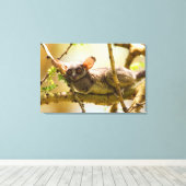 Toile Le Bébé du Sénégal (Galago Senegalensis) (Insitu (Plancher de Bois))