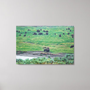 Toile Le bison américain