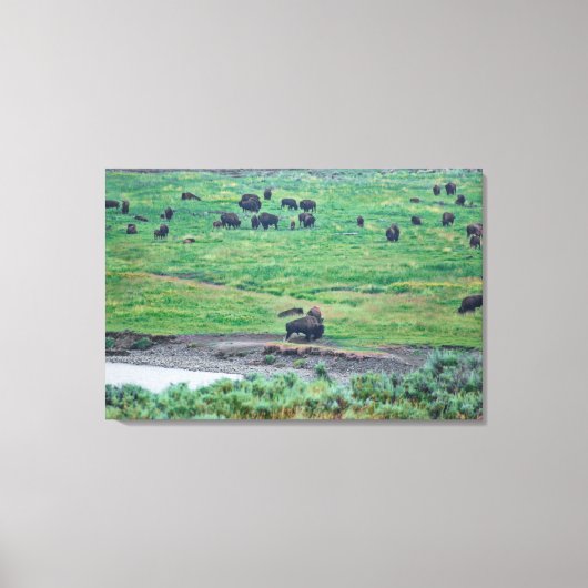 Toile Le bison américain (Recto)