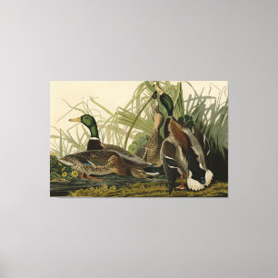 Toile Le canard colvert des oiseaux d'Amérique d'Audubo