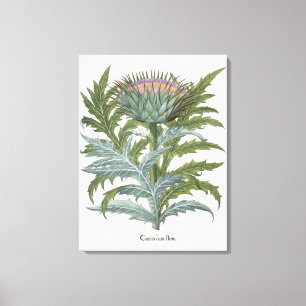 Toile Le cardon, du "Hortus Eystettensis" par Bas