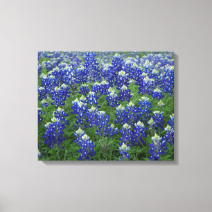 Toile Le champ 2 de Bluebonnets de Texas a étiré la