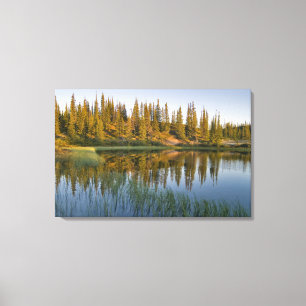 Toile Le lever du soleil illumine les arbres sur un nom