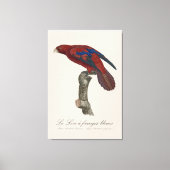 Toile Le Lori a franges bleues (Recto)